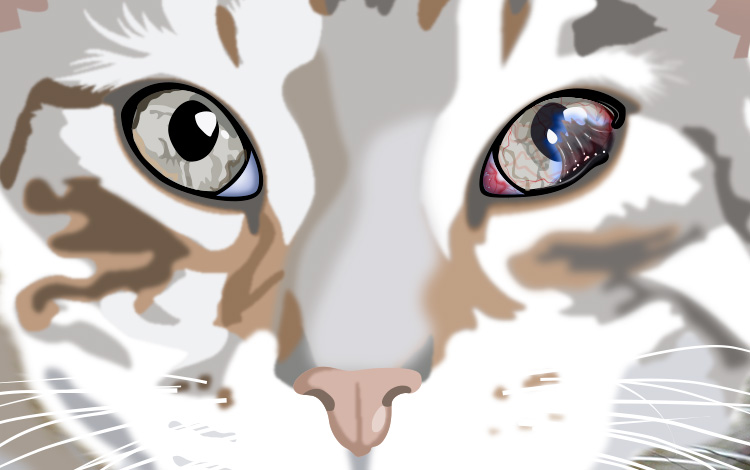 Symblépharon de l'œil chez le chat
