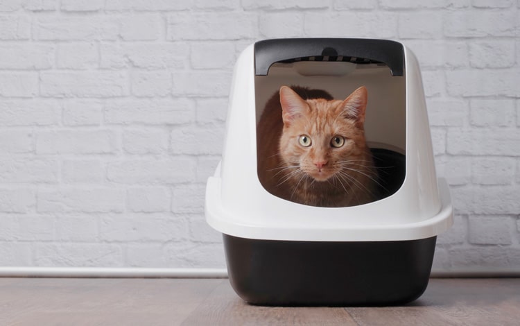 Symptômes et traitement de la constipation chez le chat