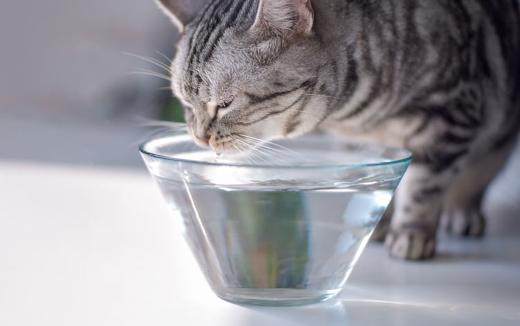 Symptômes et traitement du syndrome et de la maladie de Cushing chez le chat