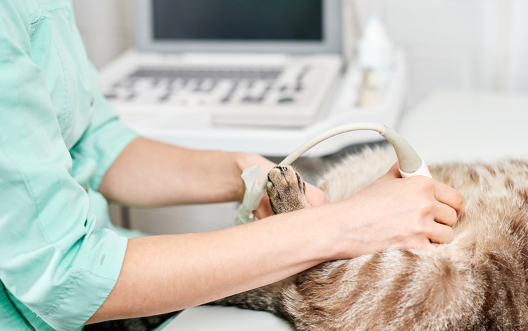 Symptômes et traitement du syndrome néphrotique chez le chat