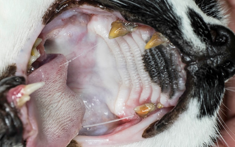 Traitement contre le tartre dentaire et détartrage chez le chien