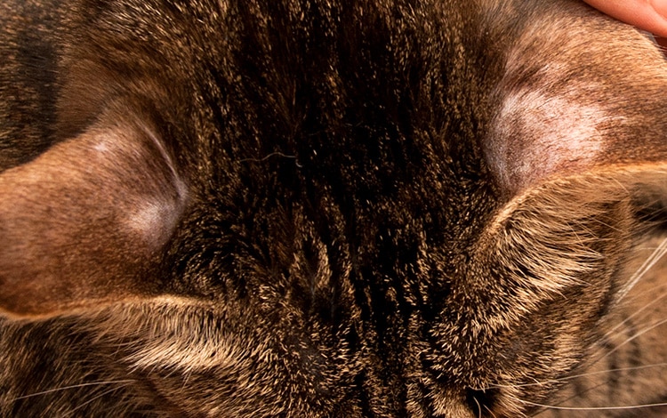 Teigne sur les oreilles d'un chat