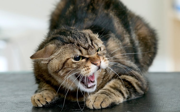 Symptôme et traitement du tétanos chez le chat