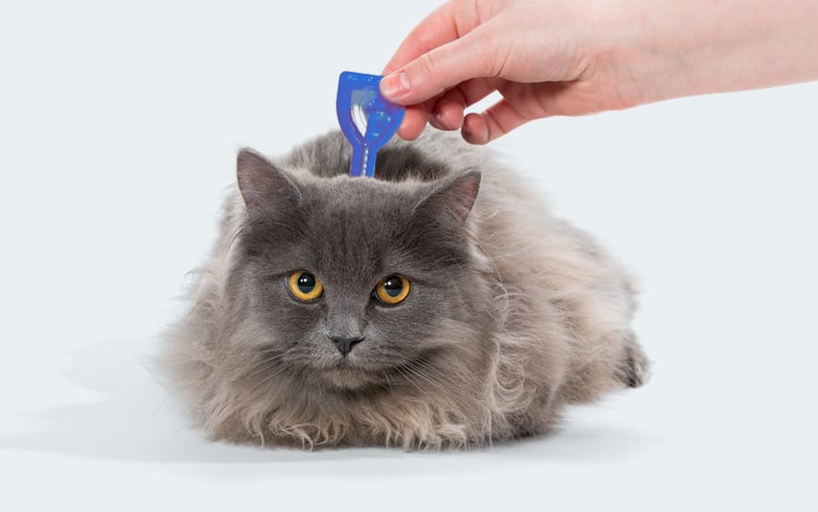 Comment traiter et retirer une tique sur un chat
