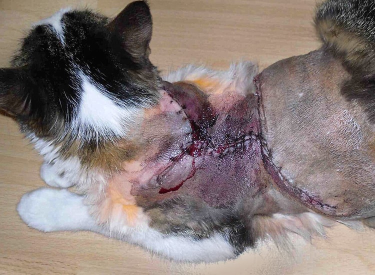 Traitement et chirurgie d'une tumeur fibrosarcome sur le dos d'un chat