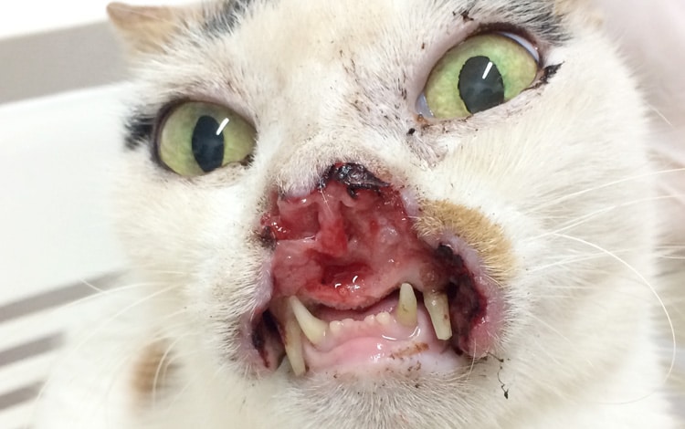 Tumeur de la bouche carcinome épidermoïde chez le chat