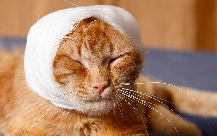 Tumeur du cerveau ou encéphale chez le chat