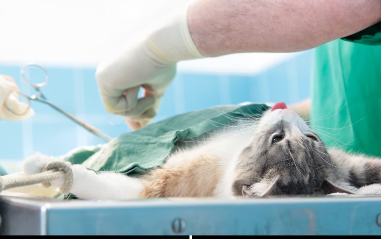Tumeur de la rate chez le chat