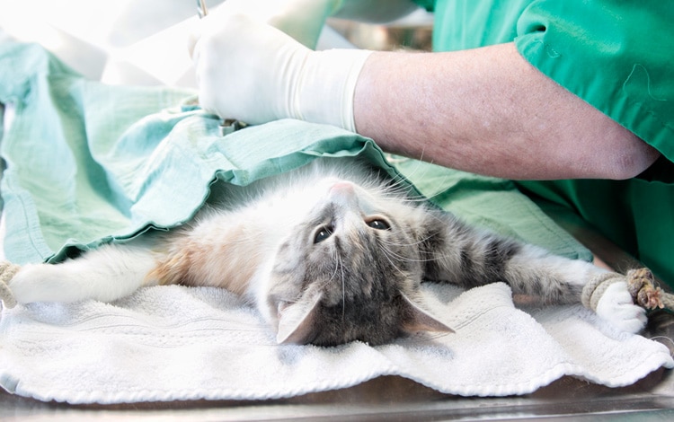 Tumeur de la vessie chez le chat et chirurgie en traitement du cancer