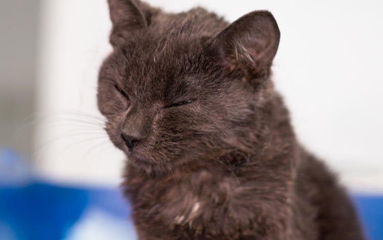 Symptôme et traitement du typhus ou la panleucopénie chez le chat
