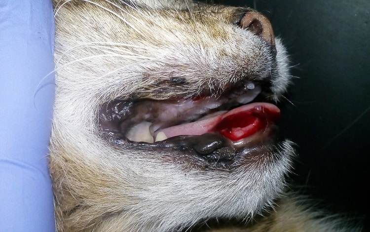 Symptômes et traitement d'un ulcère de la bouche chez le chat