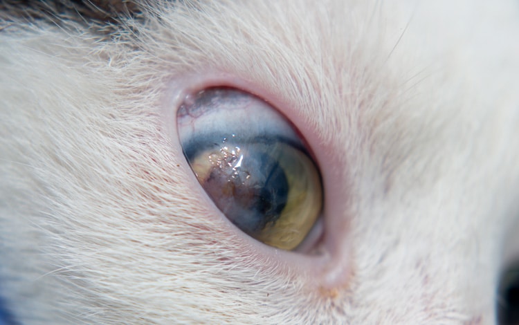 Ulcère de la cornée de l'œil chez le chat
