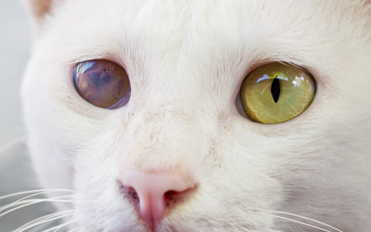 Uvéite de l'œil du chat