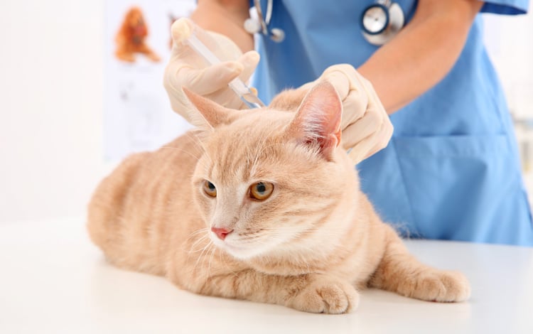Vaccination du chat et chaton contre la leucose, la rage, le typhus et le coryza