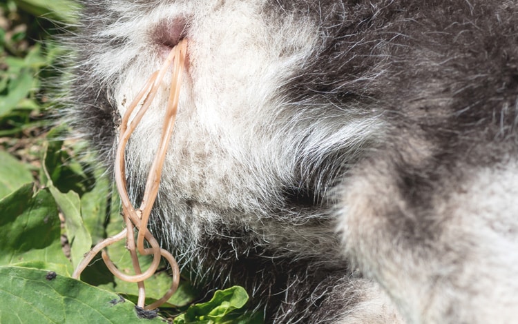 Vers ascaris dans les selles et sortant de l'anus d'un chat en photo