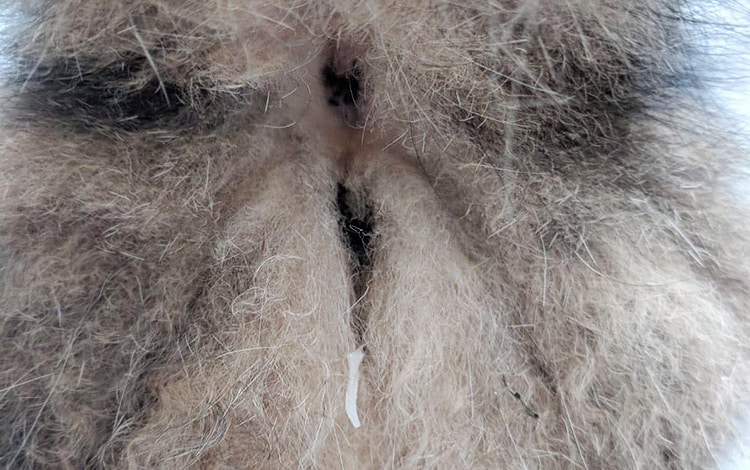 Vers ténia sortant de l'anus d'un chat