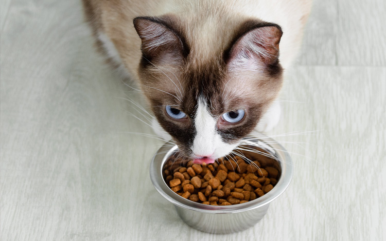 Alimentation du chat adulte