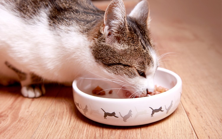 Alimentation du chat avec un cancer ou une tumeur maligne