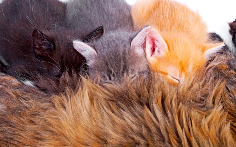 Alimentation de la chatte en gestation ou lactation