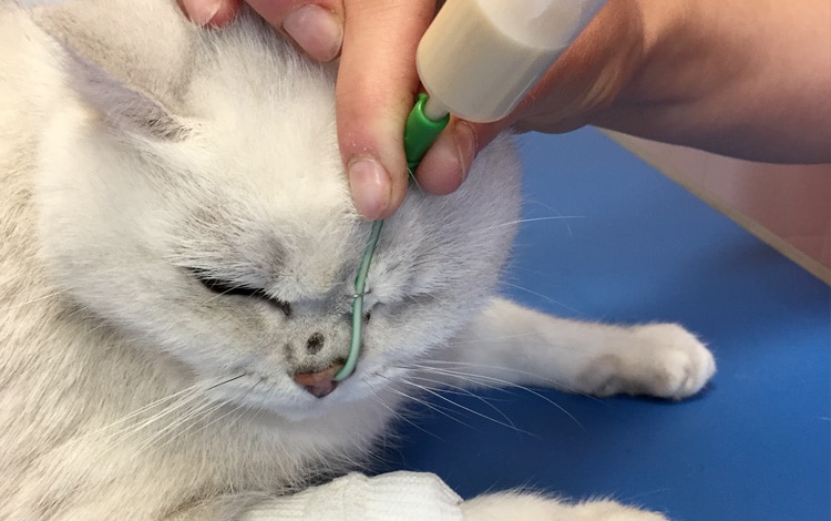 Alimentation du chat malade par sonde naso-oesophagienne