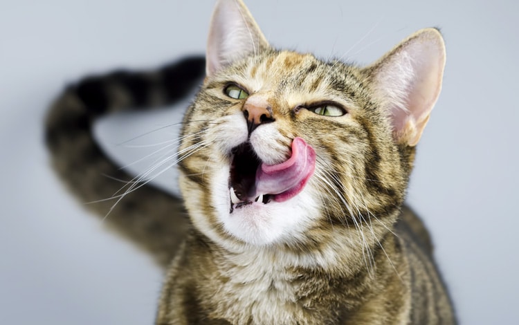 Alimentation du chat stérilisé