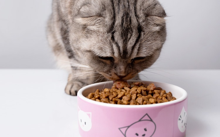 Peut-on laisser les croquettes en libre service pour le chat