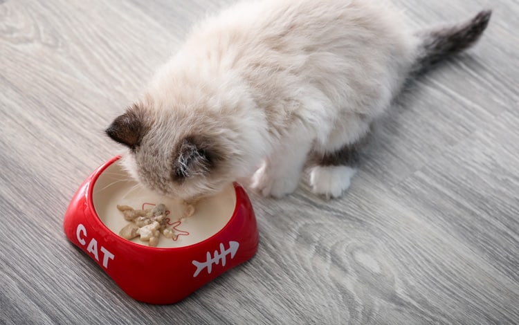 Alimentation du chaton