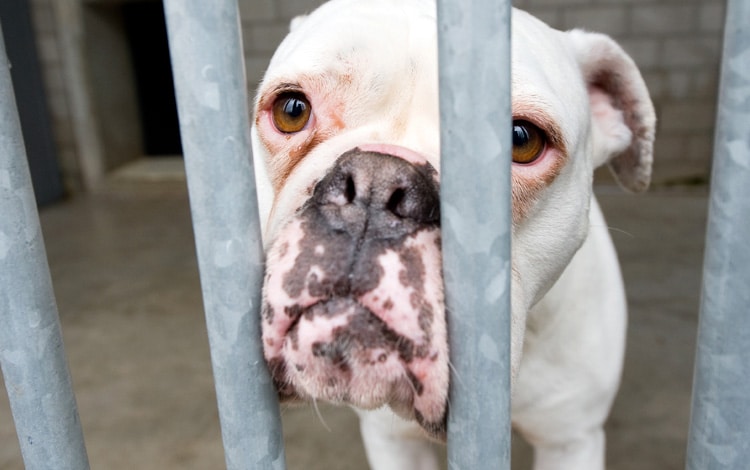 Animaux se retrouvent devant la justice