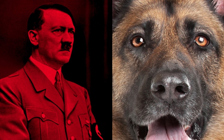 Armée de chiens d'Hitler en Allemagne nazie