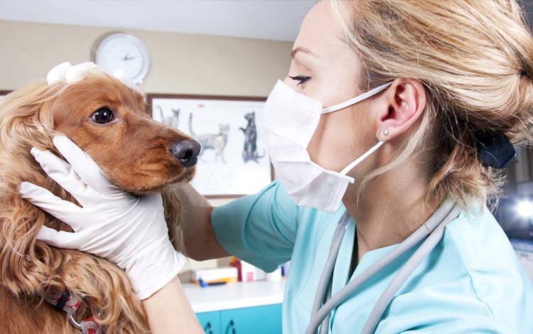 Assurance santé vétérinaire pour chat et chien