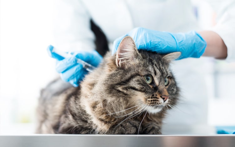 Avortement chez la chatte