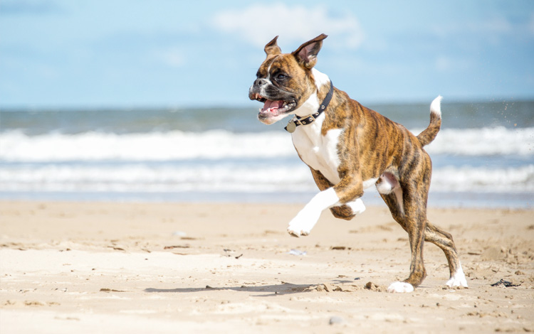 Les blessures articulaires chez les chiens : prévention et soins