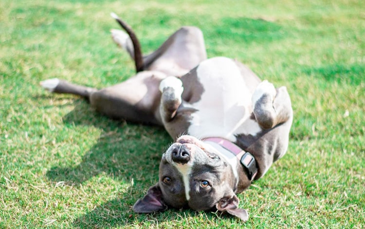 Caractère du chien de race dit dangereux