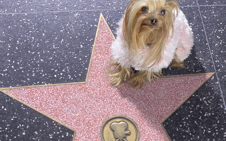Casting de cinéma pour chat et chien