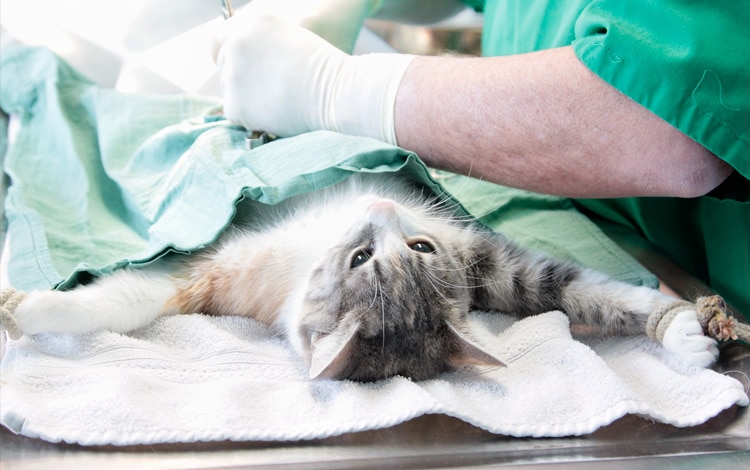 Castration ou stérilisation du chat mâle et comportement après la chirurgie