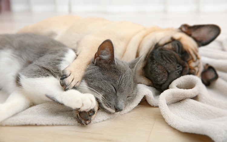 cbd chat et chien : bienfaits pour les animaux