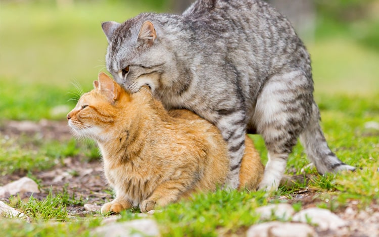 Chaleur et cycle sexuel chez la chatte