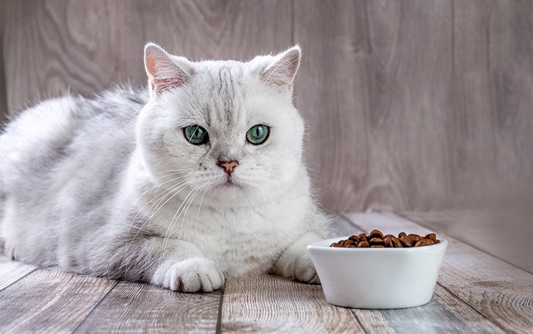 Chat qui ne mange pas anorexique et trop maigre