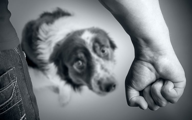 Protection animale pour les chiens et chats battus
