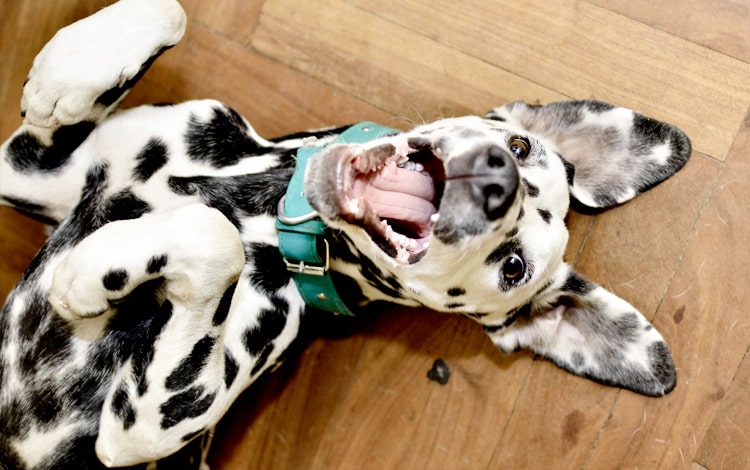 Mon chien fait sa crise d'adolescence