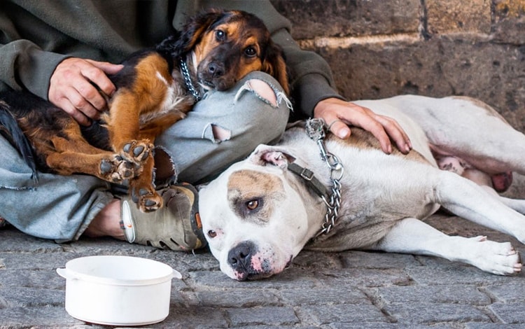 Qui sont les chiens des SDF