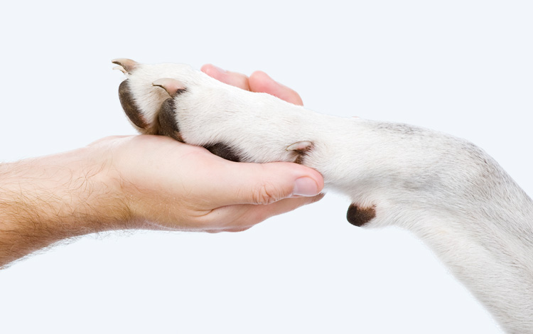 Co-avionnage pour les chiens et chats de l'ile de la Réunion
