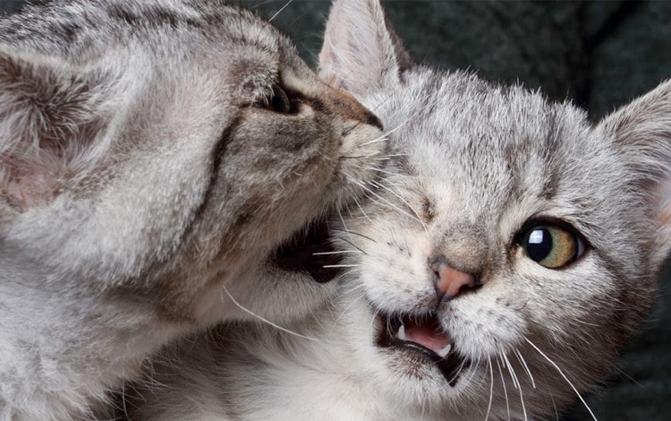 Cohabitation entre chats