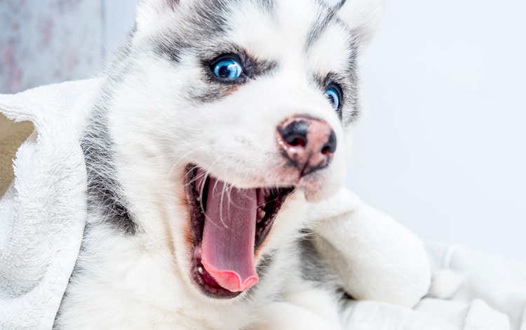 Comment nourrir un chiot pour le maintenir en bonne santé