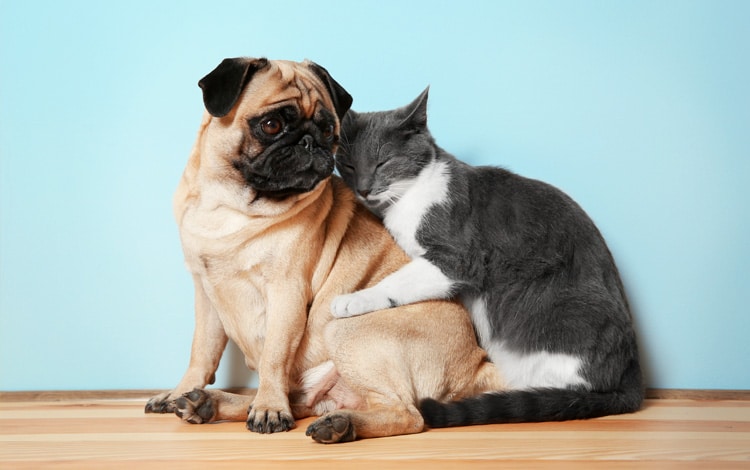 comparateur d'assurance chat et chien santé vétérinaire