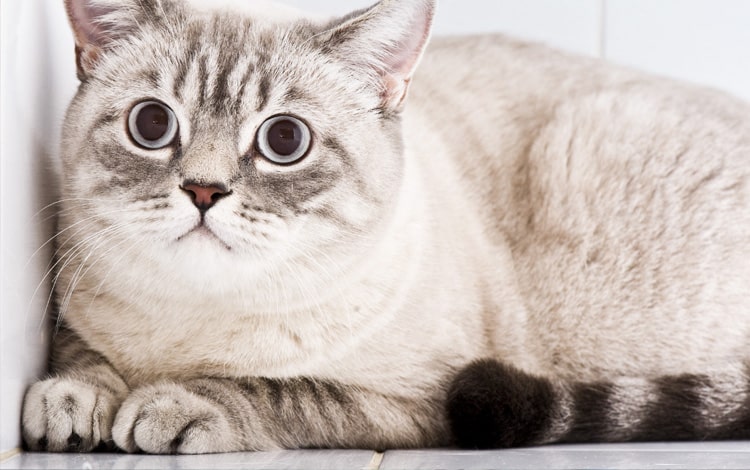 Conseil vétérinaire comportement chat anxieux