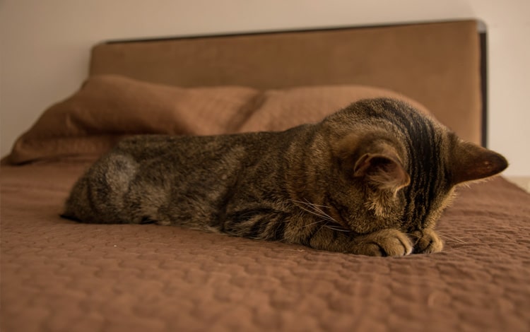 Conseil vétérinaire comportement chat en appartement