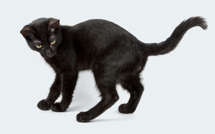 Conseil vétérinaire comportement sur le chat qui fait le crabe
