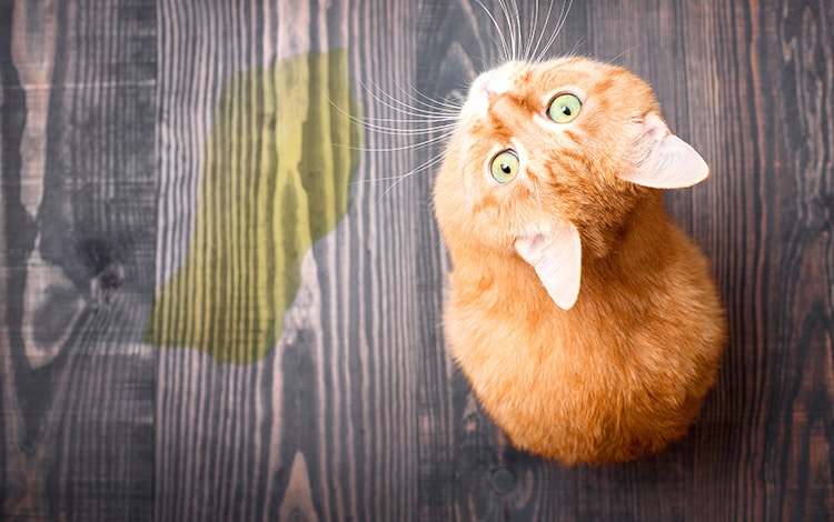 Conseil vétérinaire comportement chat qui fait pipi