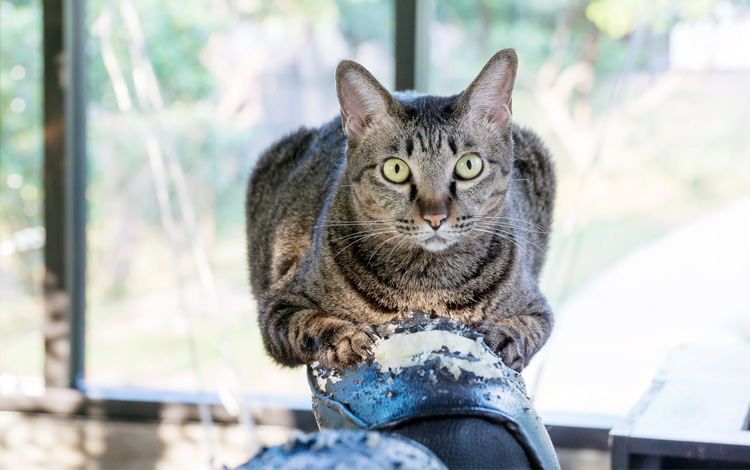 Conseil vétérinaire comportement chat qui fair ses griffes partout
